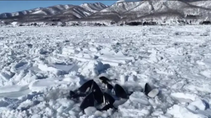 Yaponiyada kitlar muzlik qopqoniga tushib qoldi